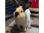 Adopt Woody a Californian rabbit in Mattawan, MI (38623080)