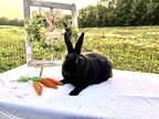 Adopt Tulio a Californian rabbit in Mattawan, MI (38623079)