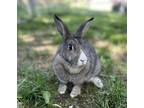 Adopt Levy a New Zealand rabbit in Mattawan, MI (38623078)