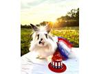 Adopt Harley Quinn a Mini Lop rabbit in Mattawan, MI (38623090)