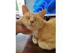 Adopt ROMEO a Orange or Red (Mostly) Domestic Shorthair (short coat) cat in