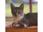 Adopt Baguette a Brown or Chocolate Domestic Shorthair / Mixed cat in Fort