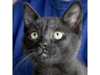 Adopt Djali a All Black Domestic Shorthair / Domestic Shorthair / Mixed cat in