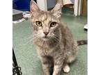 Adopt Patty a Calico or Dilute Calico Domestic Shorthair / Mixed cat in