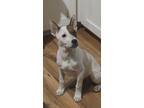 Adopt Patch a White - with Brown or Chocolate Jack Russell Terrier / Blue Heeler