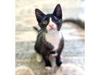 Adopt Lance a Black & White or Tuxedo Domestic Shorthair (short coat) cat in