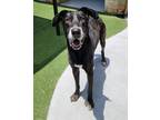 Adopt Amos McCoy a Black Great Dane / Labrador Retriever / Mixed (short coat)