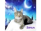 Adopt Zoran a Brown Tabby Domestic Shorthair (short coat) cat in Greensburg