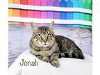 Adopt Jonah a Brown Tabby Domestic Shorthair (short coat) cat in Greensburg