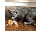 Adopt Kasey King a Gray or Blue Russian Blue / Mixed cat in Merrifield
