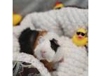 Adopt Fuzzy B a Guinea Pig small animal in Carson City, NV (38518791)