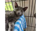 Adopt Siri a Gray or Blue Domestic Shorthair / Mixed cat in East Smithfield