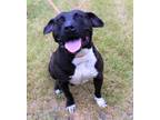 Adopt Melody a Black Mixed Breed (Large) / Mixed dog in Munster, IN (38554679)