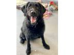 Adopt Curtis a Black Mixed Breed (Large) / Mixed dog in Munster, IN (32839280)