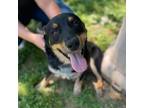 Adopt Hay String a Black Australian Cattle Dog / German Shepherd Dog / Mixed dog