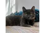Adopt Holly a Gray or Blue Domestic Shorthair / Mixed cat in West Des Moines