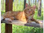Adopt Henry, A LovableLion! a Orange or Red (Mostly) Domestic Shorthair (short