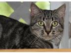 Adopt Maizie a Gray or Blue Domestic Shorthair / Domestic Shorthair / Mixed cat