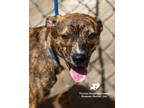 Adopt Tia a Brindle Terrier (Unknown Type, Small) / Mixed dog in Toccoa