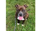 Adopt Lola a Brindle American Pit Bull Terrier / Mixed dog in Burton