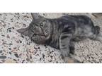 Adopt Laila a Spotted Tabby/Leopard Spotted Egyptian Mau (short coat) cat in