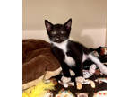 Adopt BB8 a All Black Domestic Shorthair / Domestic Shorthair / Mixed cat in