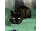 Adopt Kera a Tortoiseshell Domestic Shorthair / Mixed cat in Lindenwold