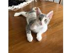 Adopt Sparkle a Domestic Shorthair (short coat) cat in Calimesa, CA (38572517)