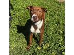 Adopt Genesis a Brown/Chocolate Mixed Breed (Medium) / Mixed dog in Wappingers