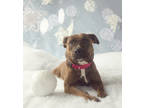 Adopt Ganache a Brown/Chocolate American Pit Bull Terrier / Mixed dog in