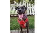 Adopt Capone a Brindle American Pit Bull Terrier / Mixed dog in Palatine