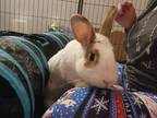 Adopt Thomas a Other/Unknown rabbit in Mattawan, MI (38623067)