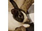 Adopt Frederick a Other/Unknown rabbit in Mattawan, MI (38623105)