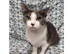 Adopt Olive a Gray or Blue Domestic Shorthair / Mixed cat in Zanesville