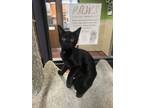Adopt Butterfish a All Black Domestic Shorthair / Domestic Shorthair / Mixed cat