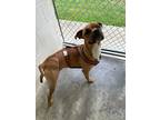 Adopt Rusty a Boxer / Mixed dog in Carrollton, KY (38612802)
