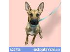 Adopt Chewie a Brown/Chocolate Shepherd (Unknown Type) / Mixed dog in