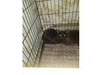 Adopt Thym a All Black Domestic Shorthair / Domestic Shorthair / Mixed cat in