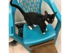 Adopt Wednesday a All Black Domestic Shorthair / Mixed cat in Foley