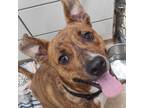 Adopt Runt a Brindle American Pit Bull Terrier / Mixed dog in Zanesville