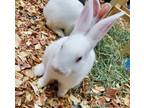 Adopt Hansel a White New Zealand / Rex / Mixed rabbit in E.