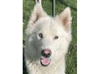 Adopt Antwon a White Husky / Mixed dog in Wenatchee, WA (38549934)