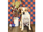 Adopt Skittles K103 6/22/23 a Brown/Chocolate Australian Cattle Dog / Mixed dog