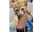Adopt Zeppole a Orange or Red Domestic Shorthair / Domestic Shorthair / Mixed