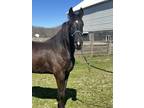 Green Broke Gorgeous Black Gelding