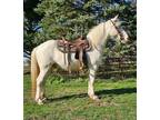 Cremello TWH Gelding