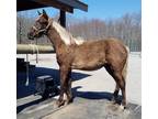 Gorgeous Chocolate Yearling Gelding