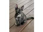 Adopt ASPEN a Tortoiseshell Domestic Shorthair (short coat) cat in Pensacola
