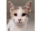 Adopt Lilly a White Domestic Shorthair / Domestic Shorthair / Mixed cat in