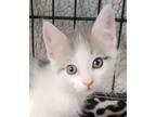Adopt Carson a White Domestic Shorthair / Domestic Shorthair / Mixed cat in